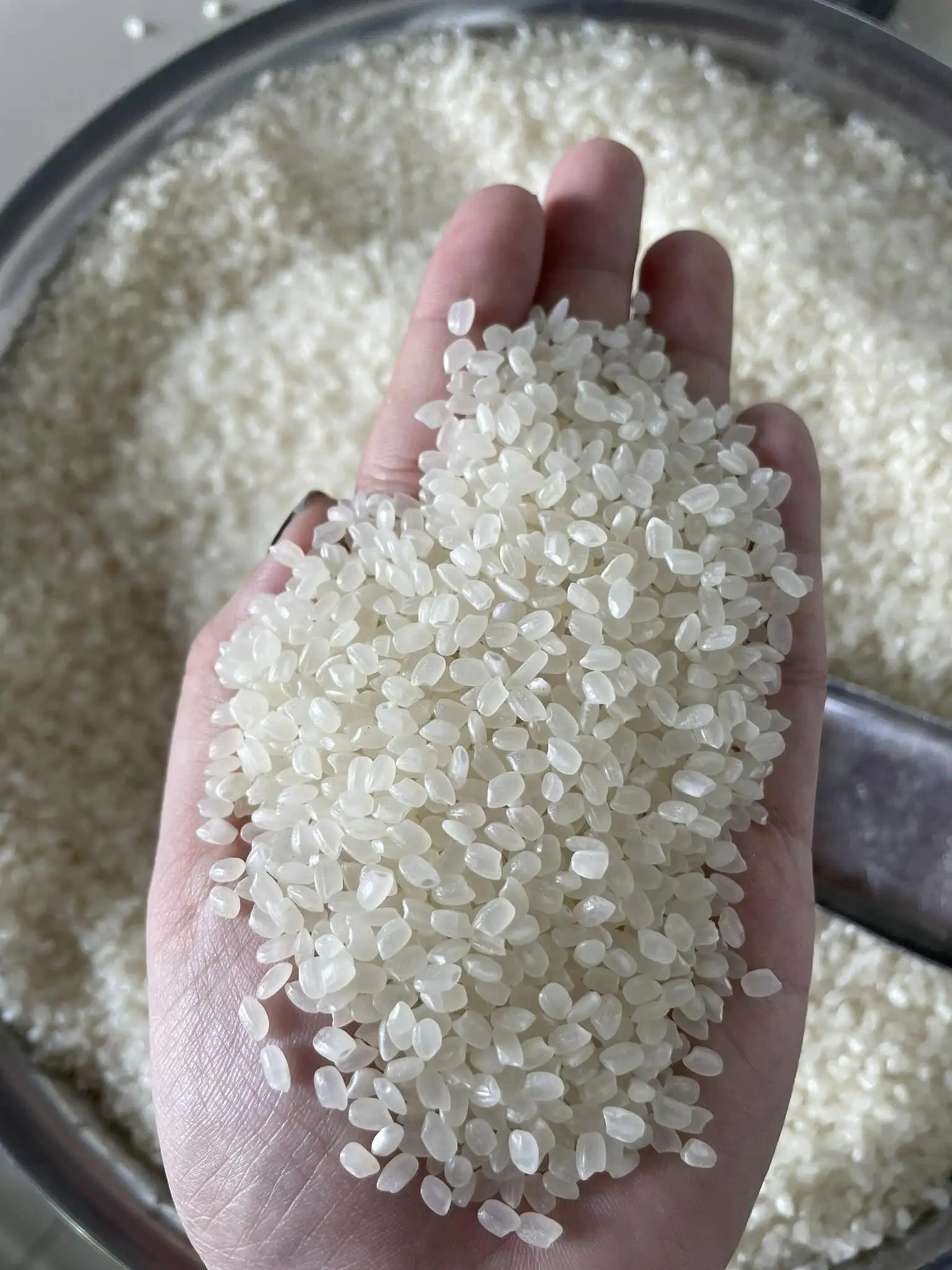 Japonica The Best Short Grain Rice Vietnam Japonica Rice Japonica Rice Supplier Exporter Wholesale Trader |