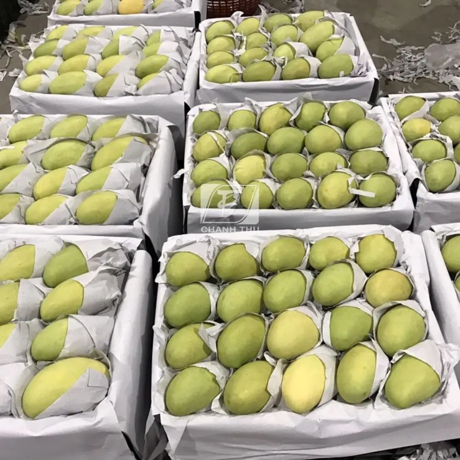 Organic Fresh Mango Hoa  Loc Mango High Quality  Sweet Taste Mango Export From Vietnam Carton Box Packaging