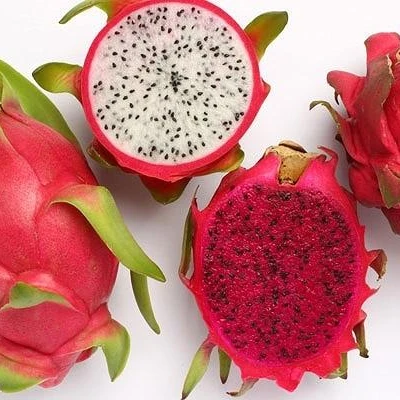 dragon fruit price dragon fruit tree