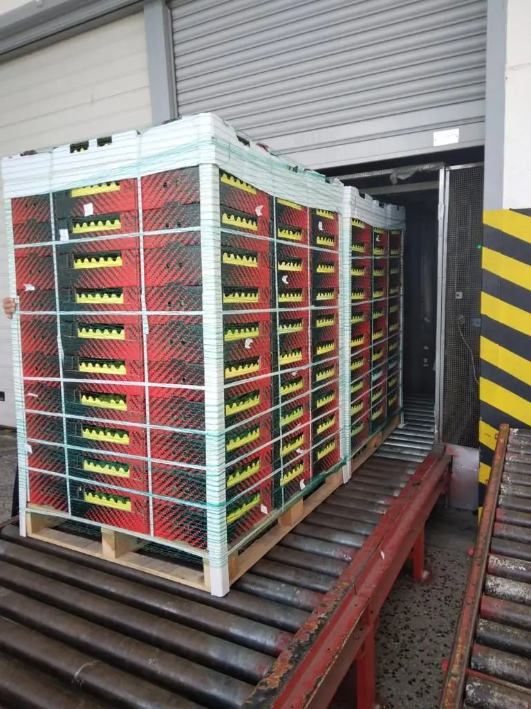 Crimson Delicious Turkey Wholesale Premium Quality Strawberry Fresh Turkish Strawberry Juicy Best Price