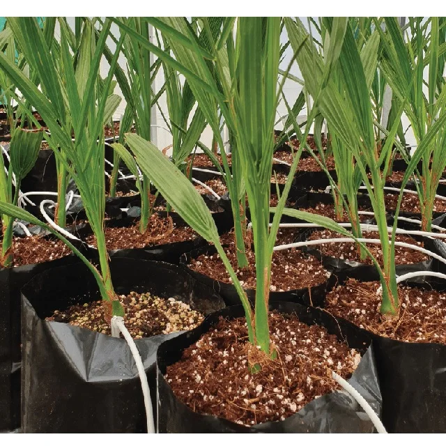 Date palm tree supplier and wholesale Fresh and Healthy Dates Palm seeding Evergreen Tissue Culture Ajwa Features