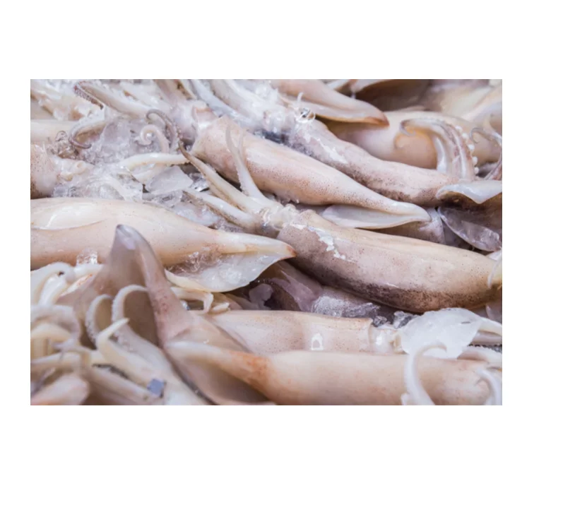 Buy Affordable Whole Frozen Squid at Unbeatable Low Prices Perfect for Cooking Delicious Seafood Dishes Today