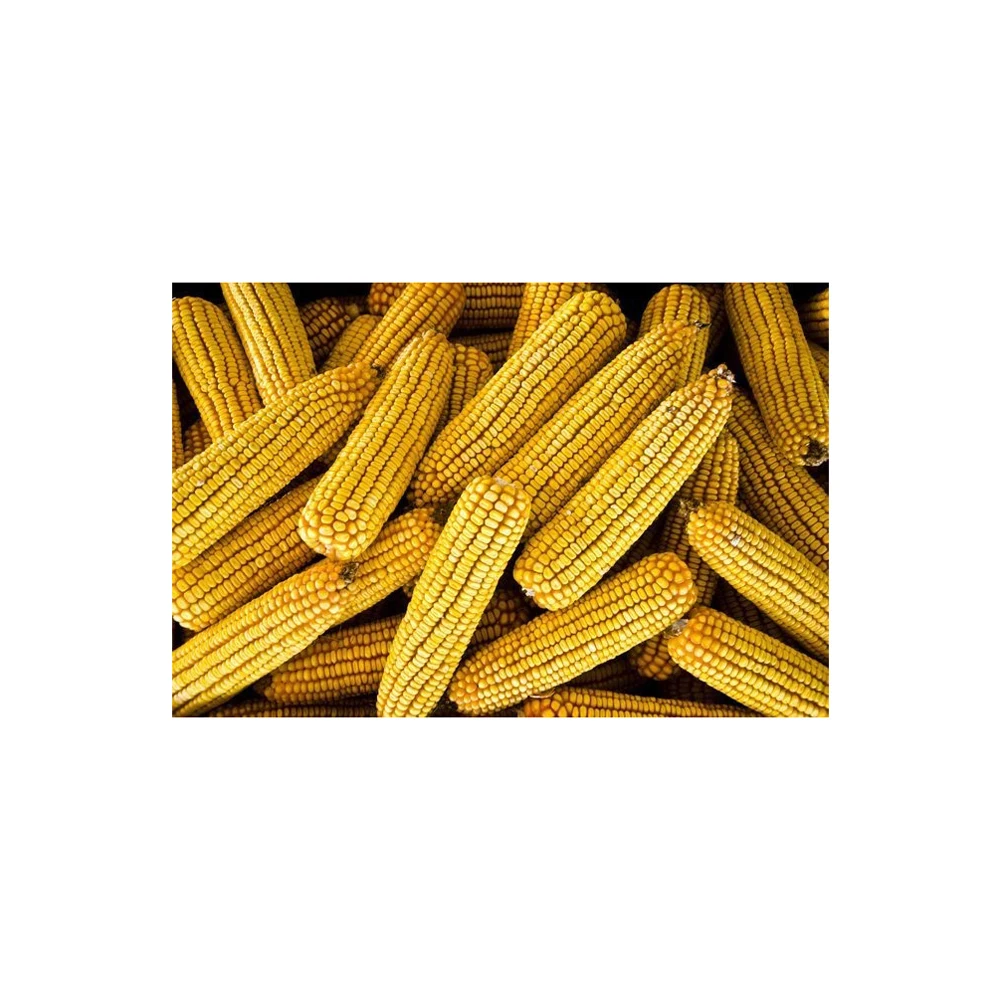 Premium High Quality Yellow Corn Maize Grains Feed Corn Maize for Animal from CA;9 Non-glutinous 50 Kg Dried 1 Cm AD