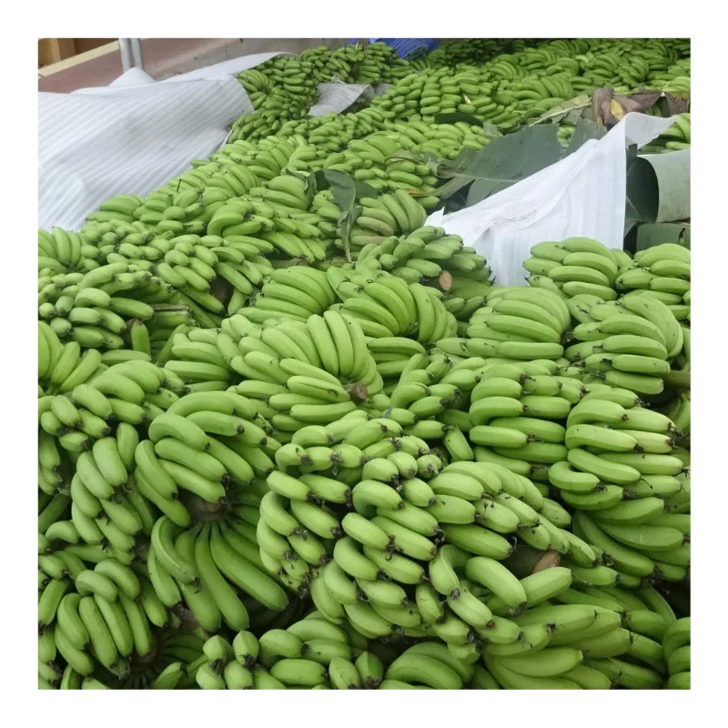 Vietnam Fresh Banana - Fresh Green Cavendish Banana Premium For Export - Wholesale Fresh Fruit And Vegetables