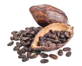 Factory price Cocoa beans