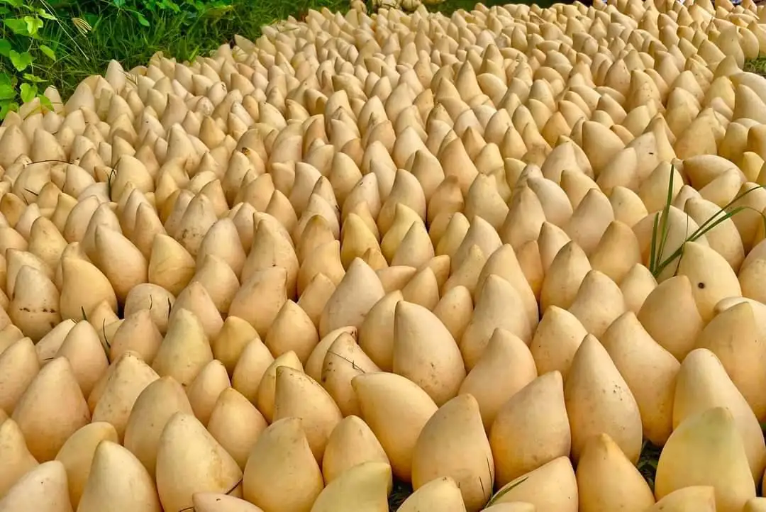 Fresh Mango Sweet and Tasty Golden Mangos Delicious Premium Quality and 100%