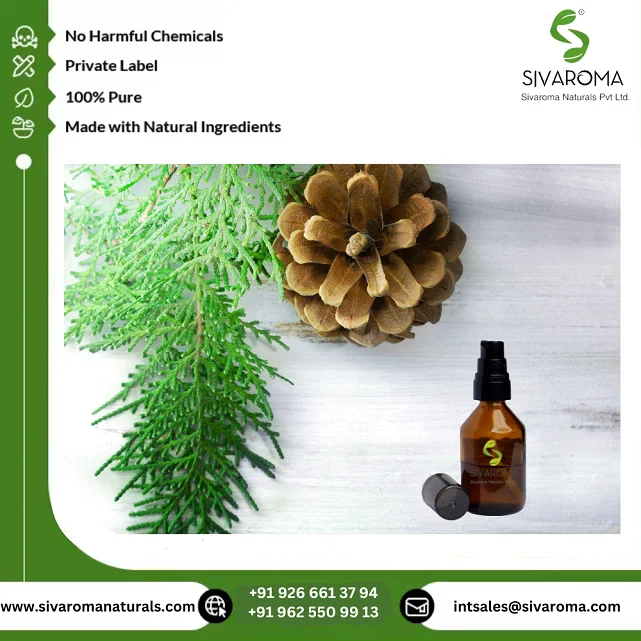 GMP Manufacturer Supply Pure Natural Cedar Extract Oil Premium Quality Wholesale Selling OEM Cedarwood Essential Oil for Supply