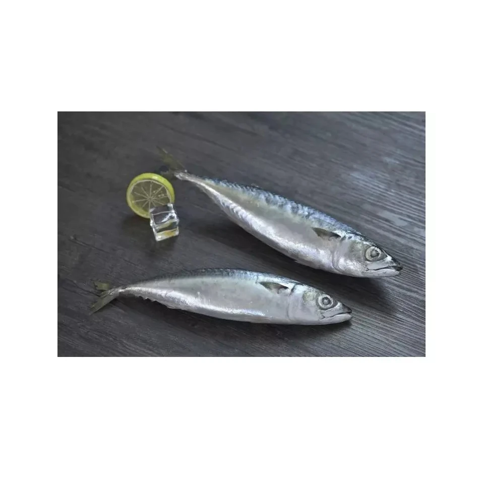 Frozen Skipjack Tuna Whole Round Frozen Tuna Fish Price