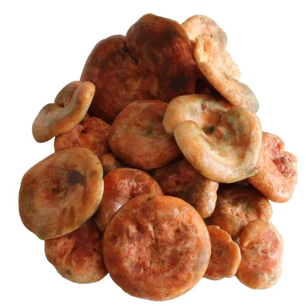 Mare Nostrum Delicious Lactarius Mushrooms - The Savory, Umami-Rich Mushroom Perfect for Any Meal Mediterranean Wild mushroom