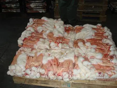 Frozen Rabbit Skin/ Rabbit Fur