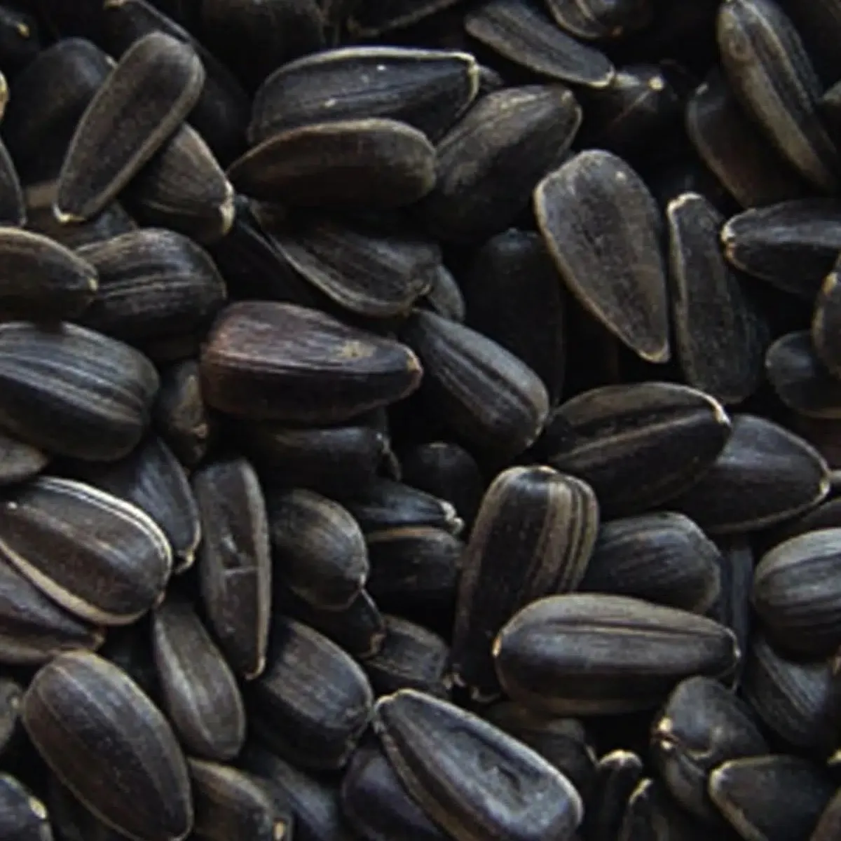 High quality Sunflower seed oil at factory price