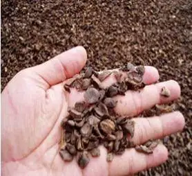 Palm kernel shells high quality