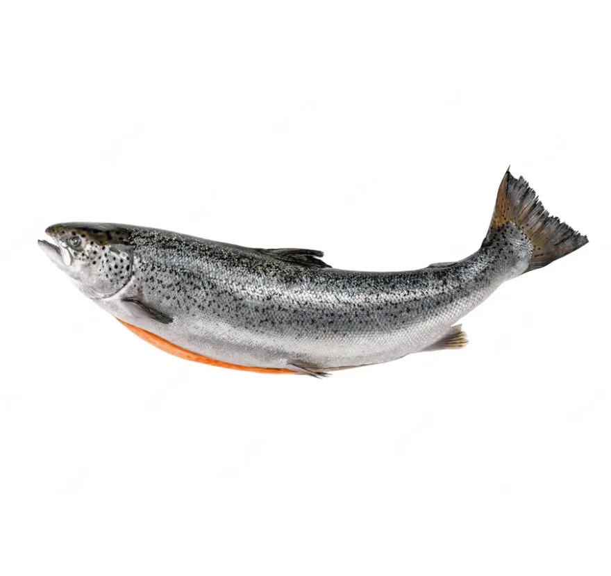 Norwegian Atlantic Wholesale Fillet Whole Round Fresh Frozen Fish Pink Salmon From France