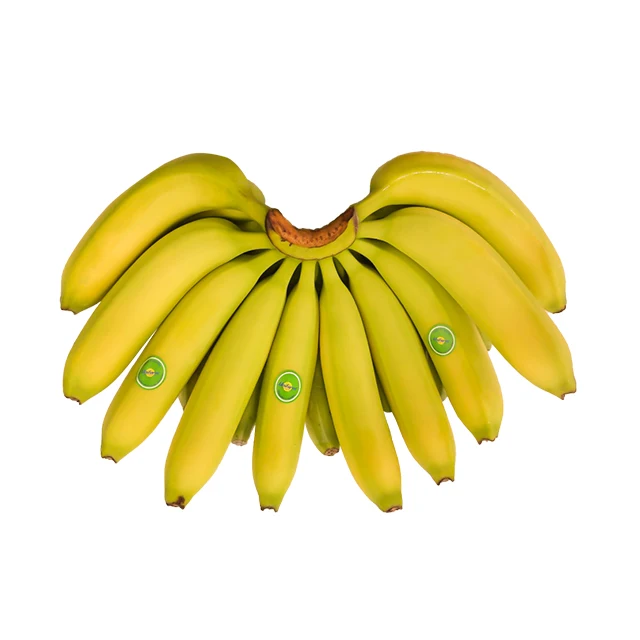 Supplier of Fresh Green Cavendish Banana Dole Bananas 100% from Unifarm Vietnam