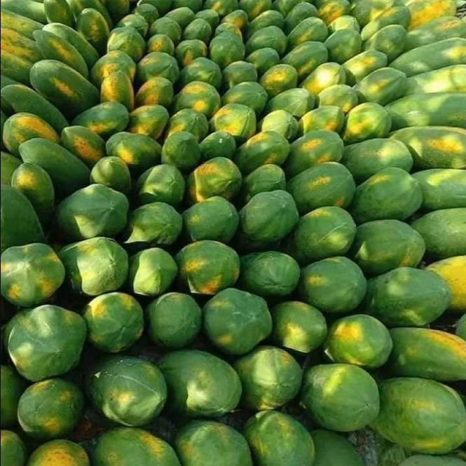 Top Quality Natural Fresh Papaya Fruits Wholesale Sweet Fresh PawPaw Papaya Fruits for Sale
