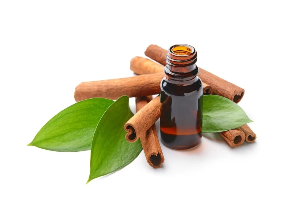 High Quality 100% Pure Organic Cinnamon Leaf Essential Oil Food Grade 30ml Bottle Size for Hair Low Price Direct from India