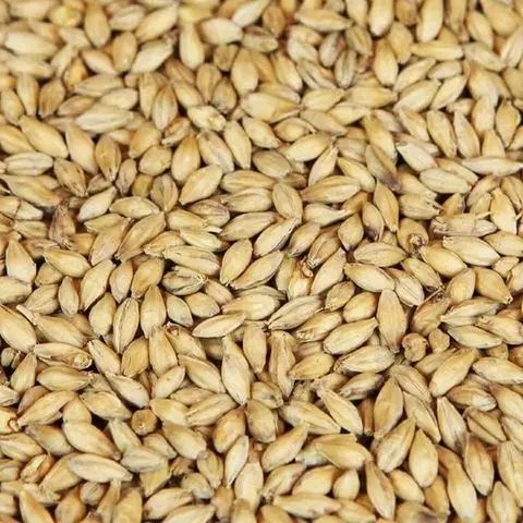 New top hot sale Barley grain hulled malted wheat for sale online barley wheat grain  discount price Wheat barley