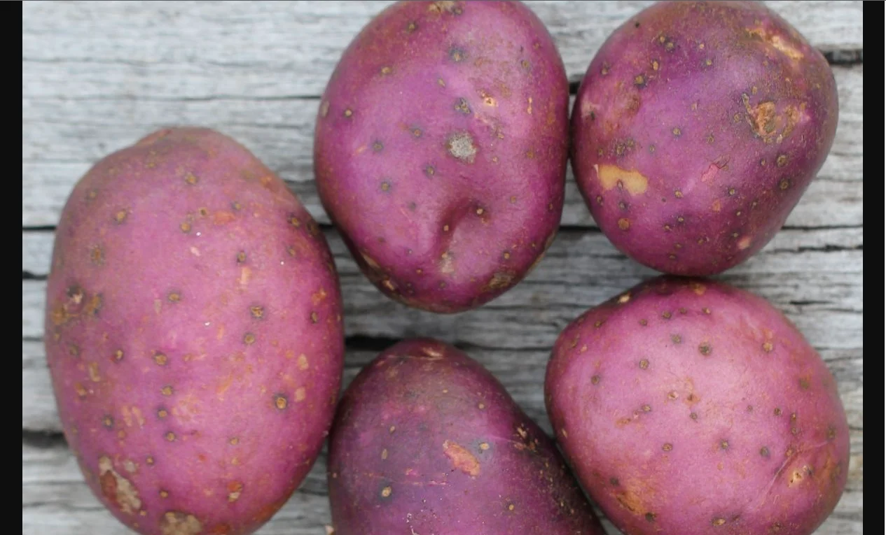 potato high quality new crop fresh Potato with per ton good price for wholesale fresh potato  professional export 2022 new fresh