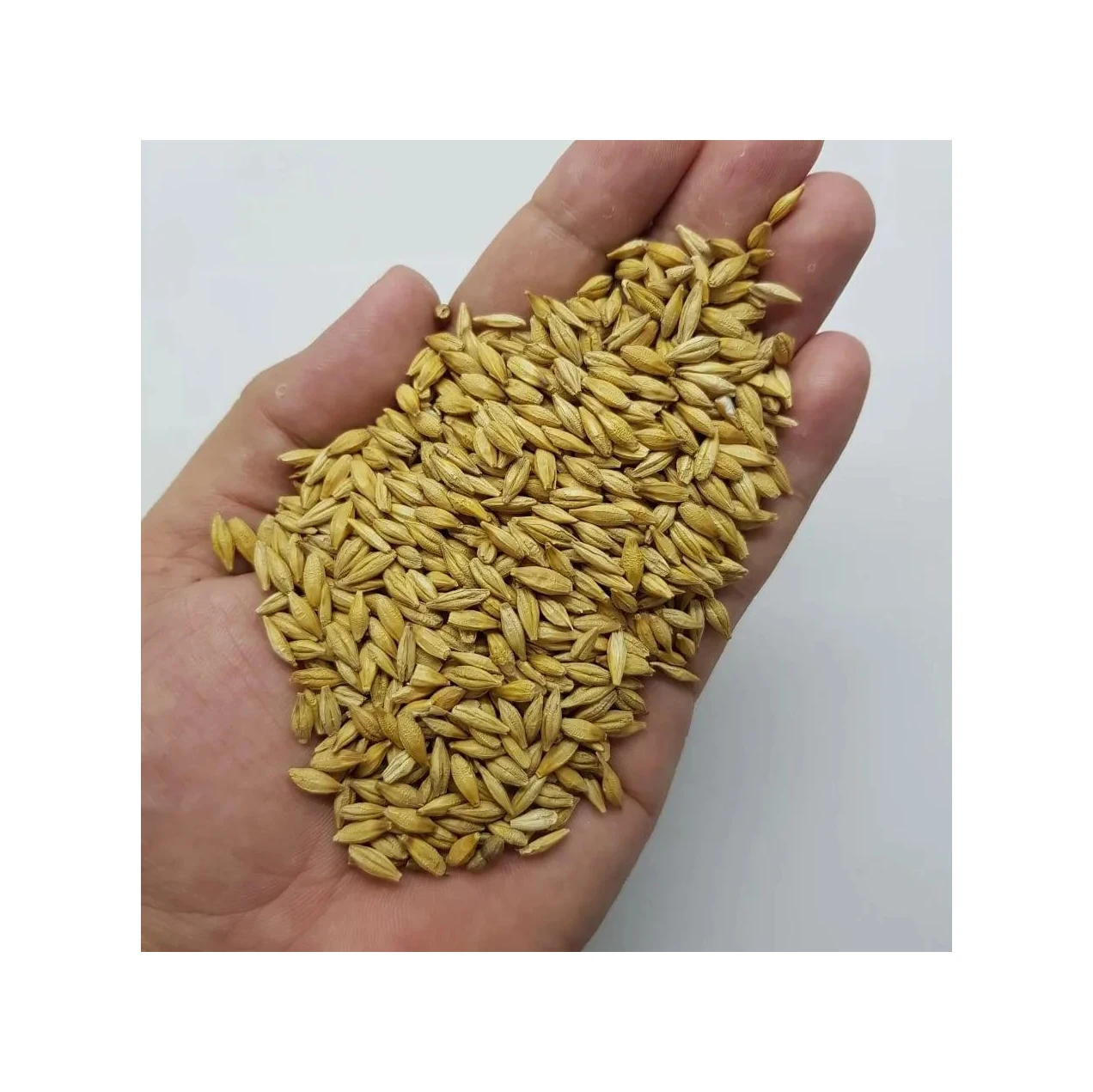 Barley Grains Premium Barley Seeds/Animal feed barley/bulk barley grains Malted Barley Malt grain for sale best Grade