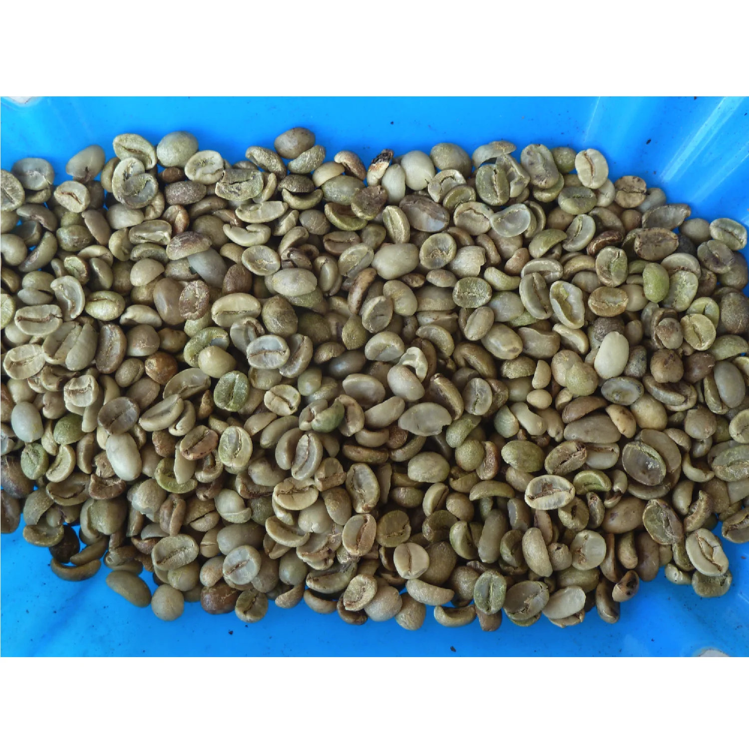 Environmental Friendly Packaging Competitive Price Ferment Free ML Washed Arabica Screen 14 Coffee Beans
