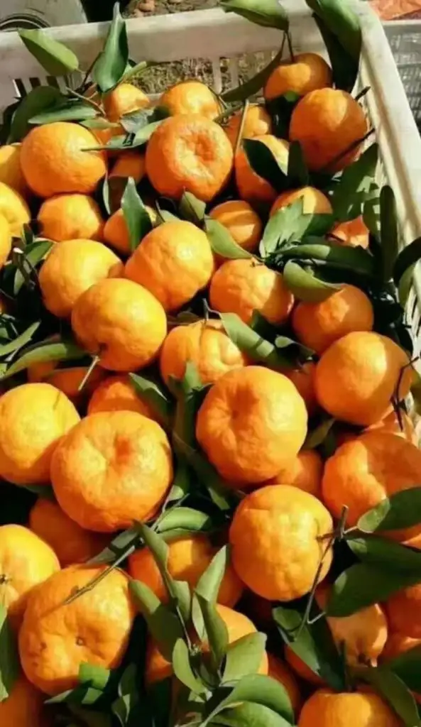 Mandarain China Wholesale Great Fresh High Quality Lokan