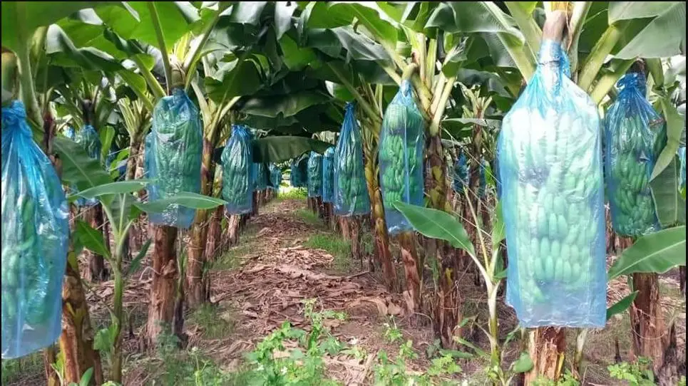 banana 011.JPG