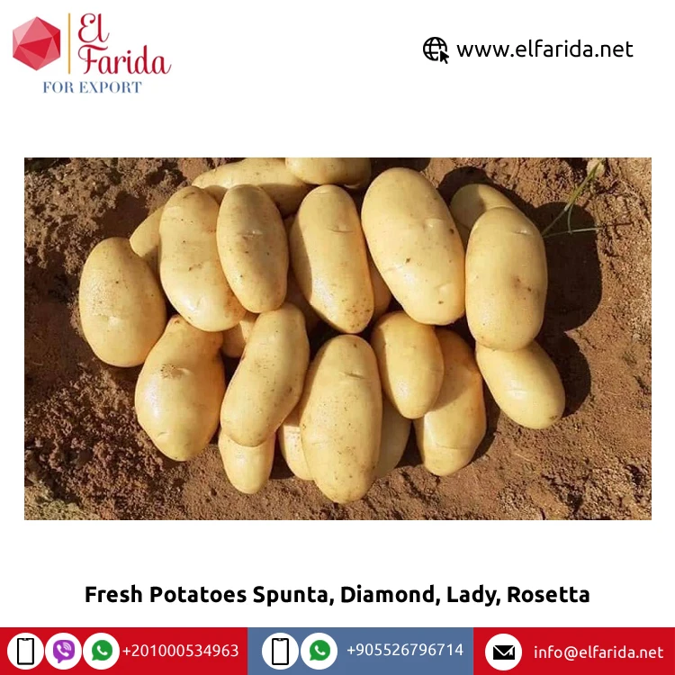 100% натуральный продукт, свежие овощи, Египетский свежий картофель Spunta, Diamond, Lady, Rosetta по конкурентоспособной цене