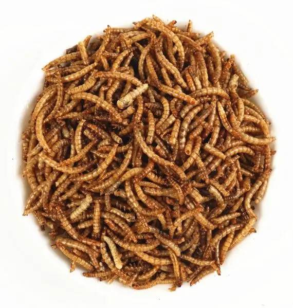 Meal worms 10.JPG