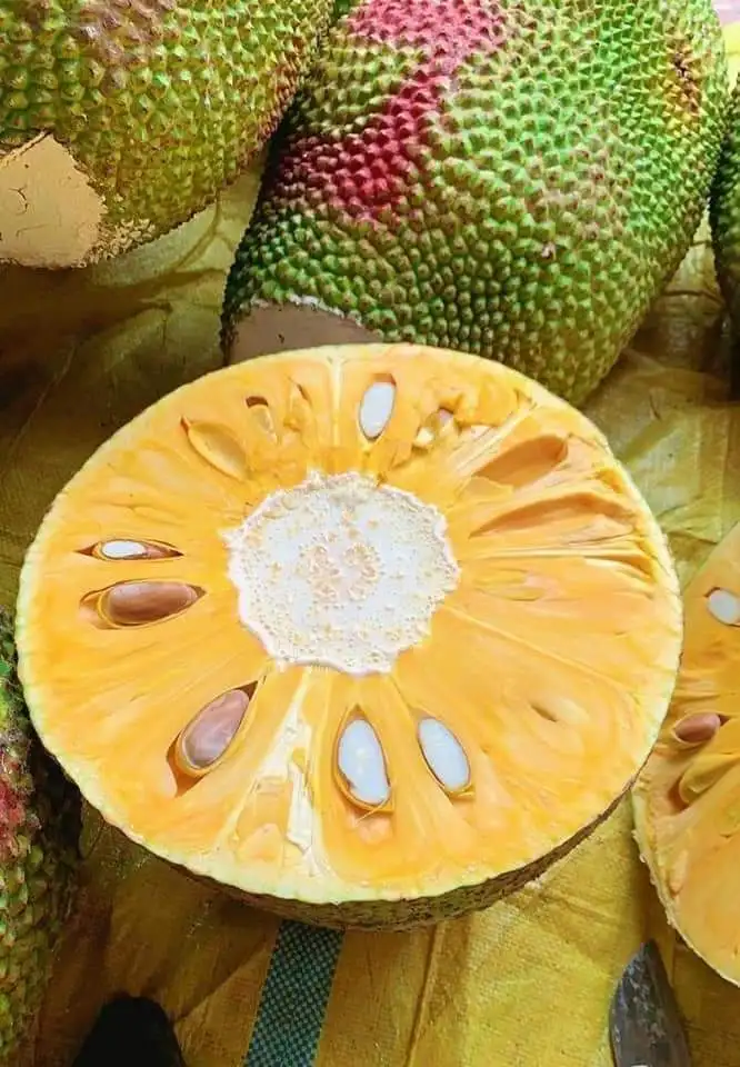 HIGH QUALITY FRESH DURIAN from VIETNAM Yellow Premium Tropical Style COLOR Cut Weight Origin Type Flesh Variety Size Grade ISO