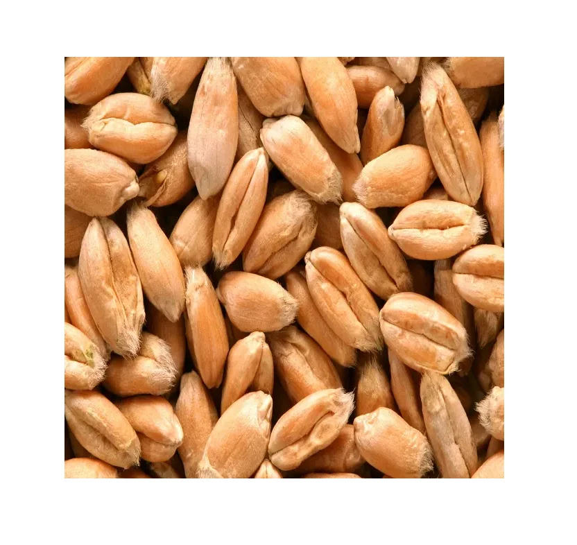 Корм ячменя/ячменя премиум класса ячмень энергетический для корма животных