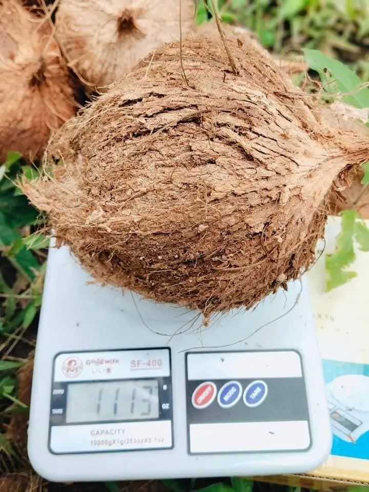 Semi Husked Coconut for Thailand Market - Semi Husked High Quality Coconut - Good Product Good Food Ingredient