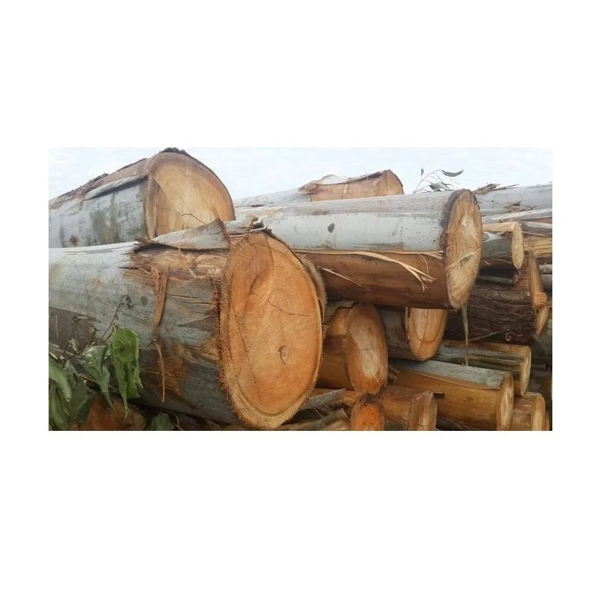 Fresh Cut Eucalyptus Wood Round Logs - Wholesale Price, Large Quantity Available