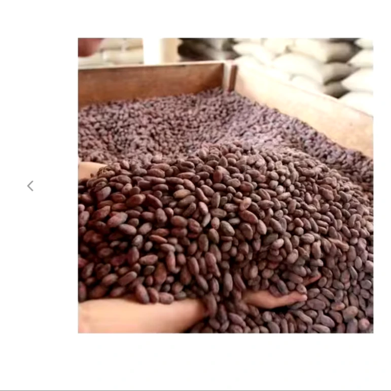 Cocoa Beans