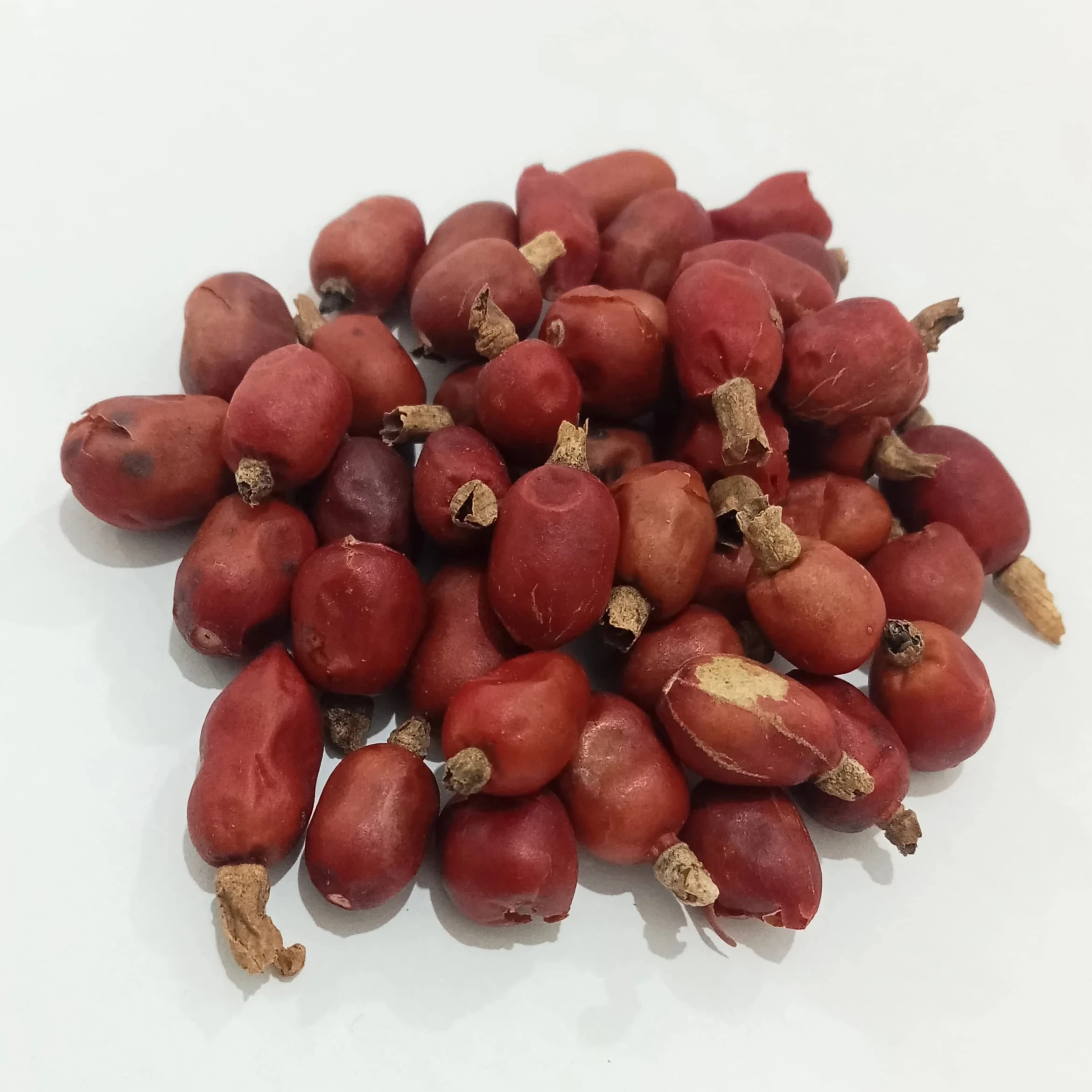 Семена альпийского галангала