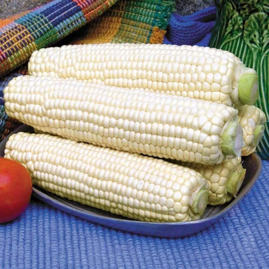 Best Quality White Corn For Sale Factory Price Dried White Maize