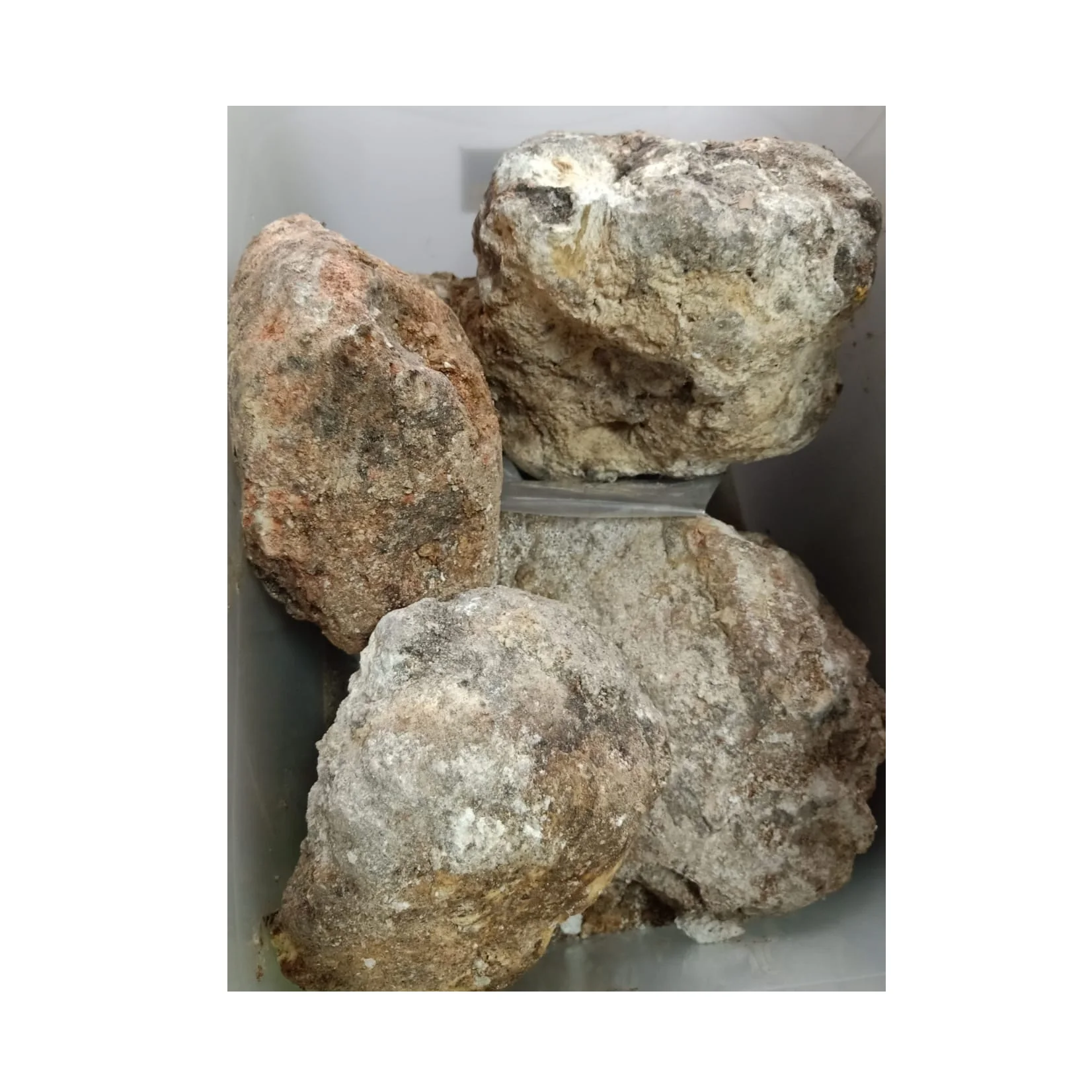 Ambergris Whale price Vomit Floating Gold Ambergris Whale Vomit Wholesale Supplier Ambergris From Indonesia