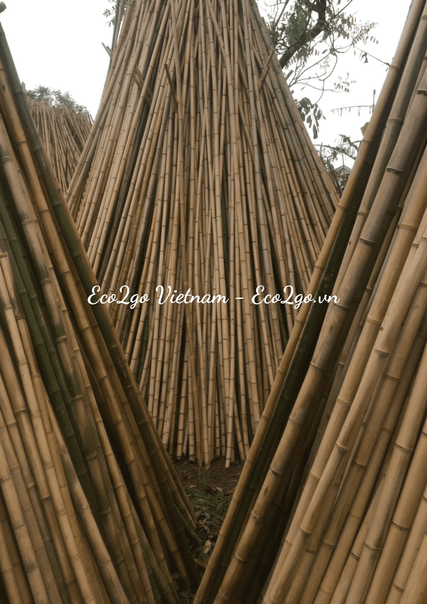 Best Seller Bamboo In Vietnam Bamboo Poles/ PVC Bamboo Poles/ Bamboo Poles Price With High Quality From Eco2go Vietnam