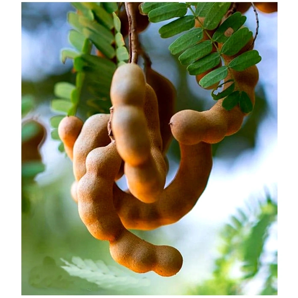 Sour Sweet Tamarind Candy Chewy Snack From Thailand High Quality Tamarind Export The Original MA KHAM KEAW Covered with Plastic