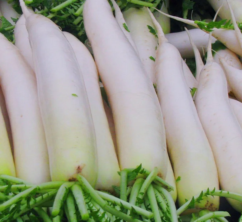 Cheap Price Market Naturally Grown and Wisely Picked Radish