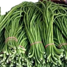 Indian top quality cowpea exporter company MN GLOBAL IMPEX India