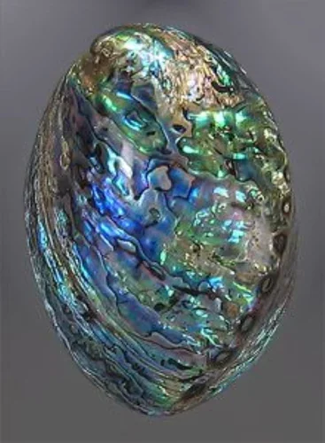 Best Quality Abalone shell Gemstone Best Quality Natural Abalone Shell Mix Shaped Gemstone For Jewelry Making Use at wholesale