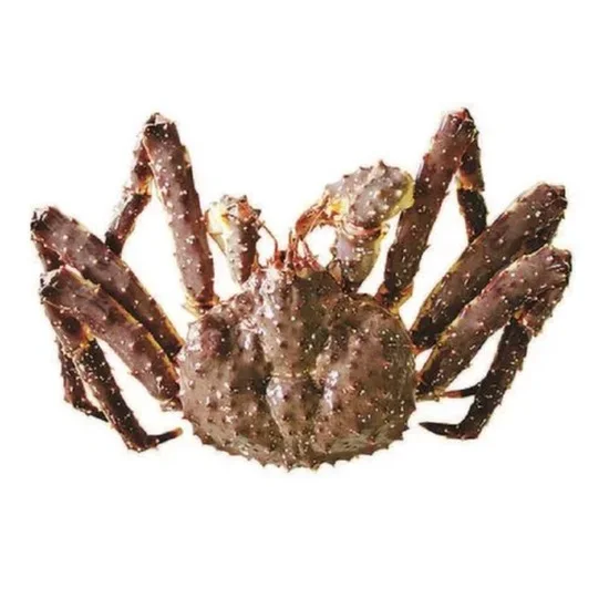 New Stock Available For Live King Crab / King Crab Clusters for Wholesale Prices from United States