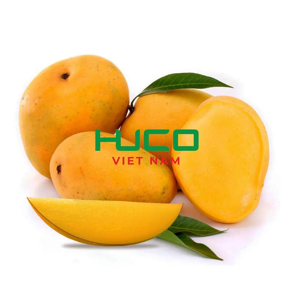 Premium Grade  Fresh Mango Best Selling Fresh Mango Fruit Exporter from Vietnam