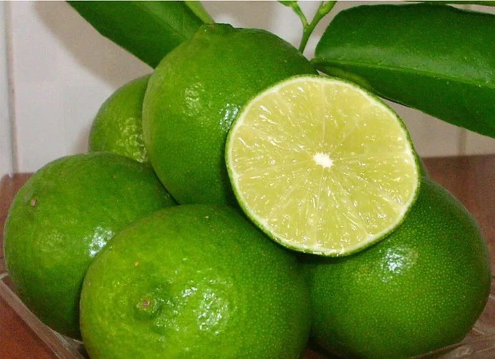Wholesale organic Vietnamese Fresh Citrus Fruit Seedless Fresh Lemon / lime For Export