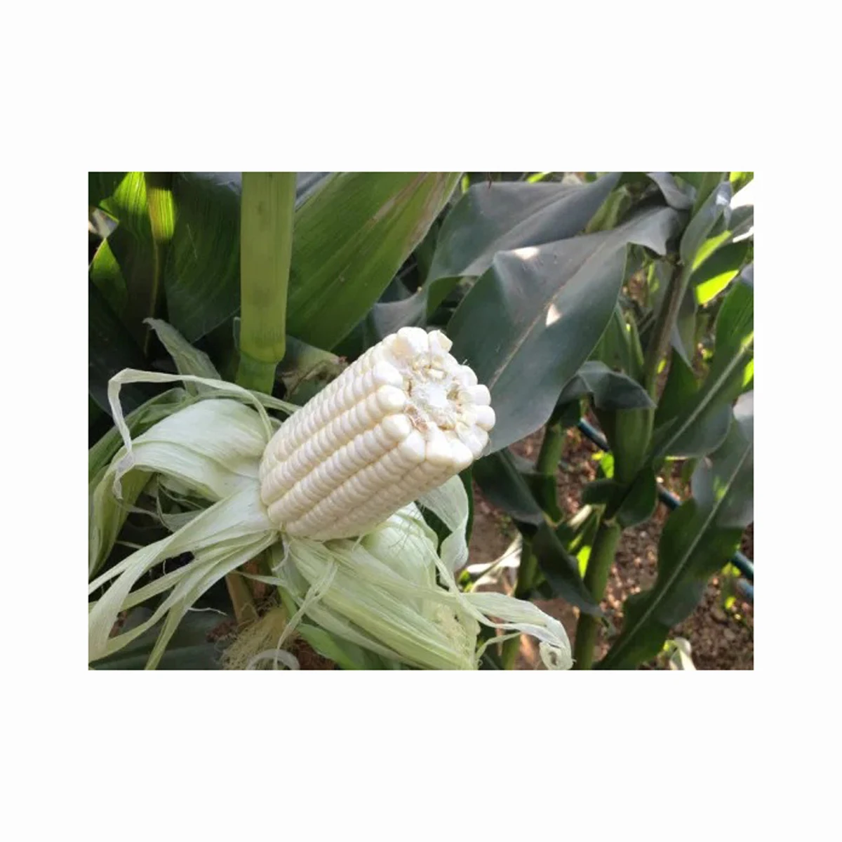Export Top Selling Non GMO Yellow Corn/ Yellow Corn & White Corn/Air Dried Yellow Corn for Sale