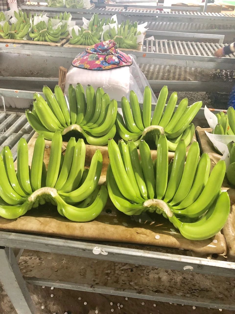 Best Product Vietnam Cavendish Bananas high quality