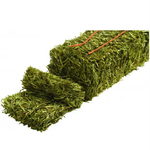 Premium Alfalfa Hay - Bundles Of Hay For Sale Bulk Premium Organic Wholesale Alfalfa Timothy Hay
