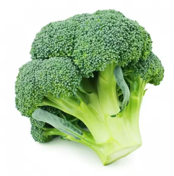 Hot Sale New crop Fresh Broccoli Green Top Grade High Quality Export Orient Wholesale Fresh Broccoli Hot Sale Fresh Broccoli Fac