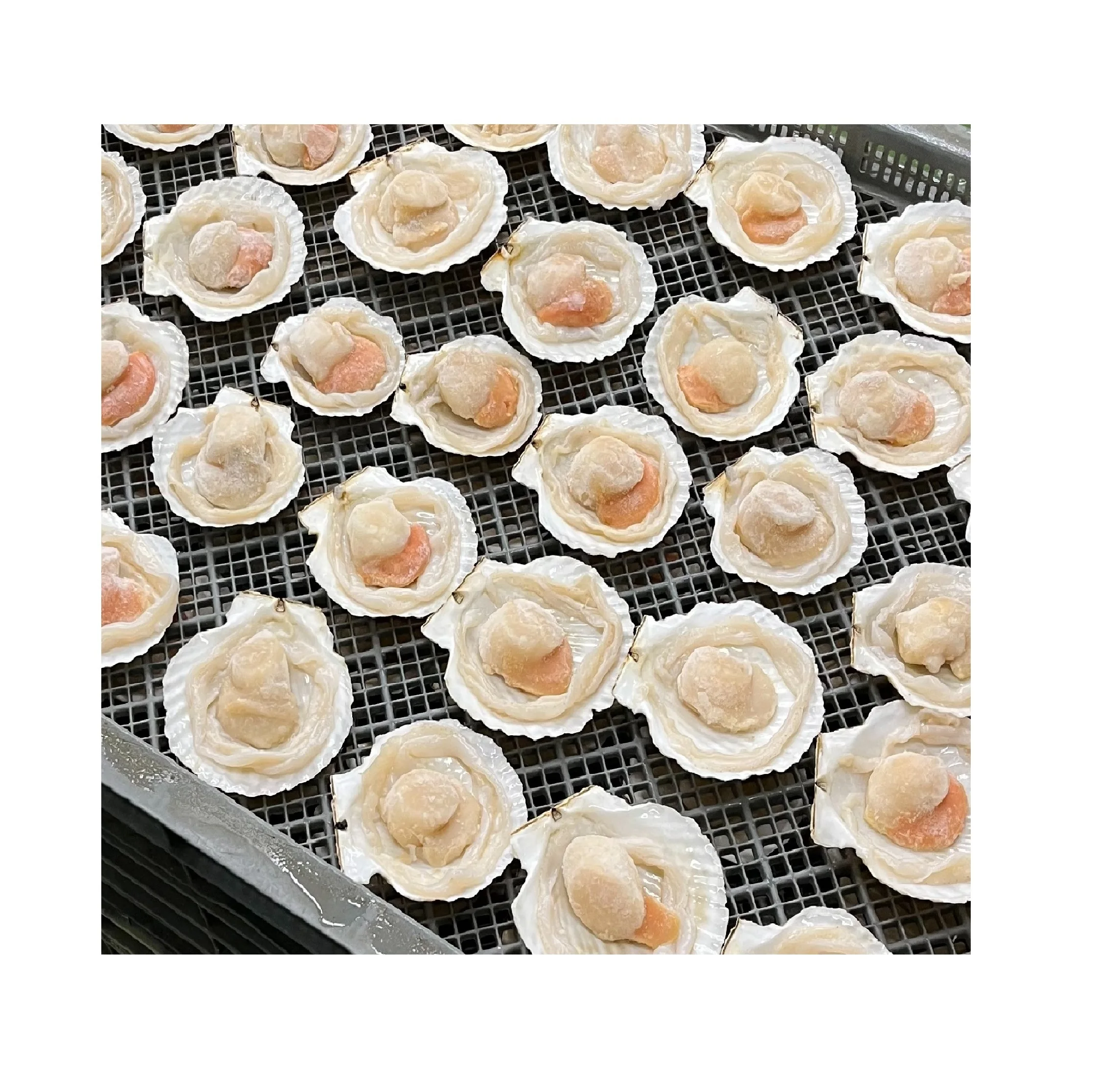 Japanese Bulk Dried Cooking Food Half Meat Scallop Sea Shell