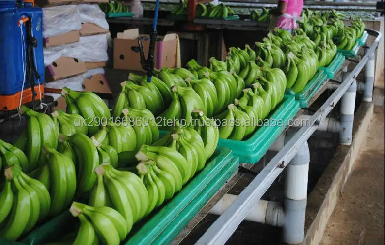100% High Quality Green Fresh Cavendish Banana